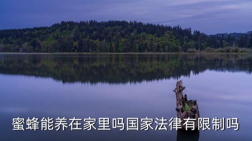 蜜蜂能養在家里嗎國家法律有限制嗎