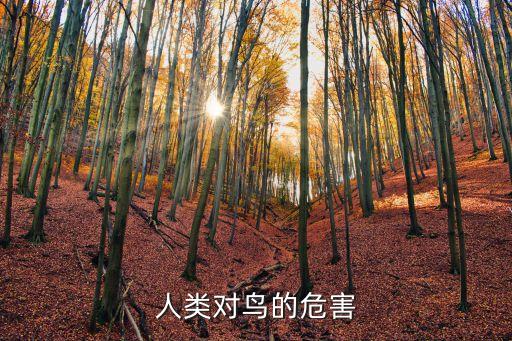 農藥對鳥有什么壞處,農藥有什么好處和壞處