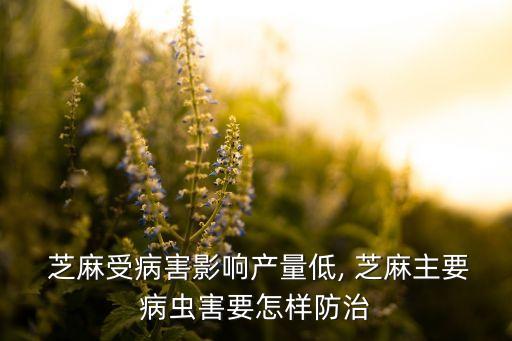 控芝麻瘋長用什么農藥,芝麻打什么農藥高產