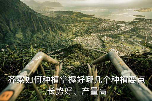  芥菜如何種植掌握好哪幾個種植要點,長勢好、產量高