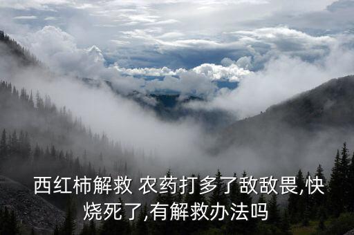 西紅柿解救 農藥打多了敵敵畏,快燒死了,有解救辦法嗎