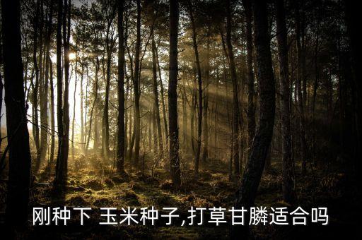 剛種下 玉米種子,打草甘膦適合嗎