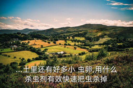 什么農藥能殺蟲卵嗎,殺蚜蟲卵效果最好的農藥