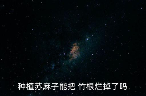 種植蘇麻子能把 竹根爛掉了嗎