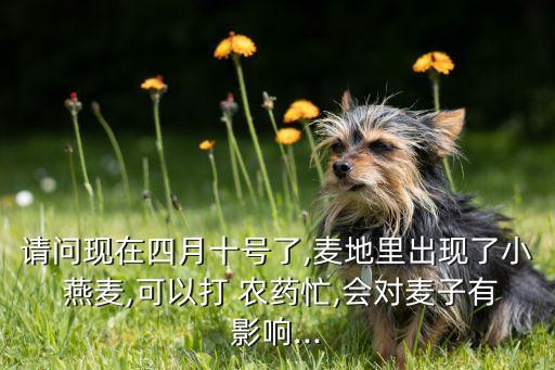 請問現在四月十號了,麥地里出現了小 燕麥,可以打 農藥忙,會對麥子有影響...