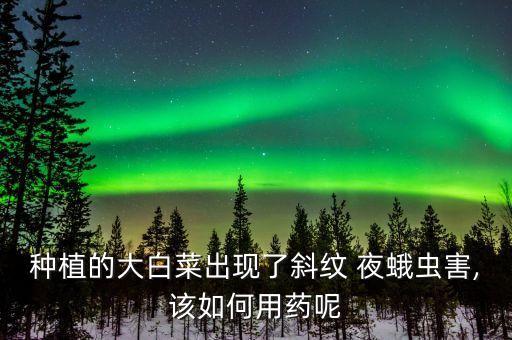 種植的大白菜出現了斜紋 夜蛾蟲害,該如何用藥呢