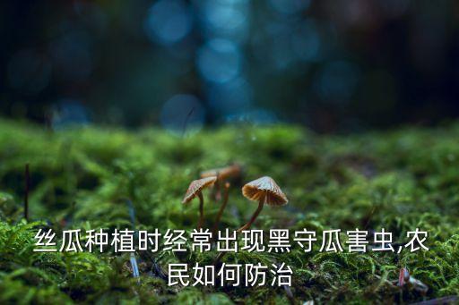 絲瓜種植時經常出現黑守瓜害蟲,農民如何防治