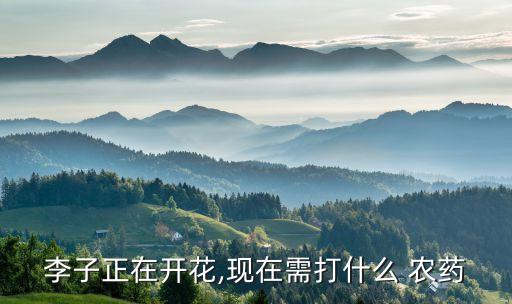 李子正在開(kāi)花,現(xiàn)在需打什么 農(nóng)藥