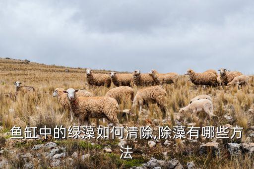 魚缸中的綠藻如何清除,除藻有哪些方法