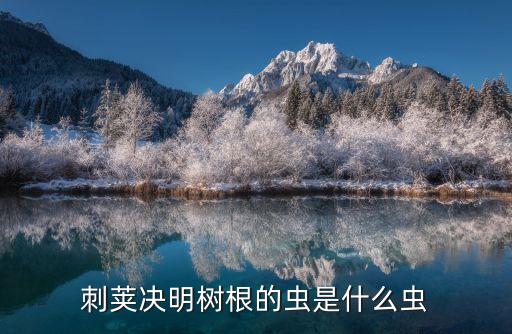 刺莢決明樹根的蟲是什么蟲