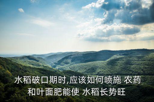 水稻破口期時,應(yīng)該如何噴施 農(nóng)藥和葉面肥能使 水稻長勢旺