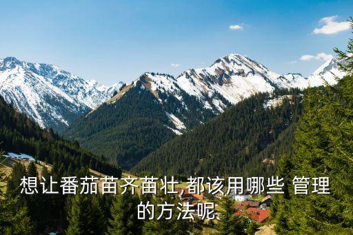 想讓番茄苗齊苗壯,都該用哪些 管理的方法呢