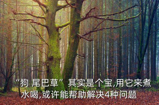 “狗 尾巴草”其實是個寶,用它來煮水喝,或許能幫助解決4種問題