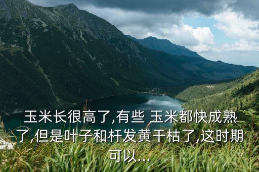 玉米長很高了,有些 玉米都快成熟了,但是葉子和桿發黃干枯了,這時期可以...