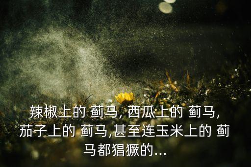 西瓜有薊馬用什么農藥,薊馬用什么農藥好