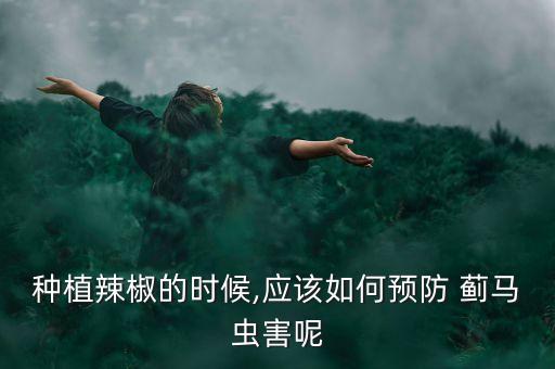 種植辣椒的時候,應該如何預防 薊馬蟲害呢