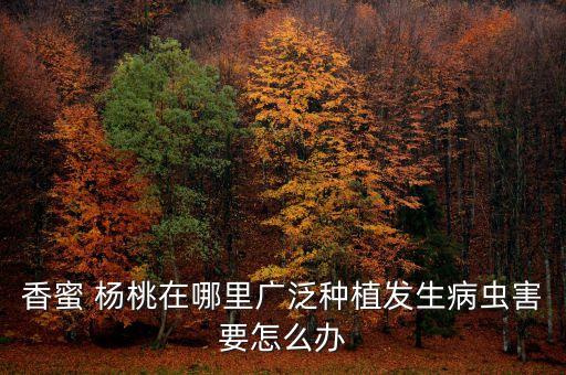 楊桃真的不打農藥嗎為什么