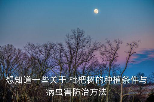 想知道一些關于 枇杷樹的種植條件與病蟲害防治方法