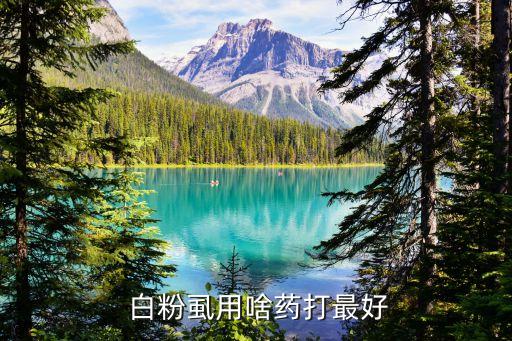 什么農藥治白粉虱效果圖,白粉虱用什么農藥好