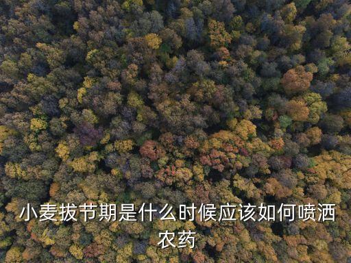 小麥什么時候楊花打農藥,北方小麥和玉米什么時候用農藥