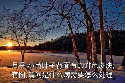  月季 小苗葉子背面有咖啡色斑塊,有圖,請(qǐng)問是什么病需要怎么處理