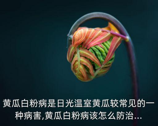 ,暖棚農藥熏蒸什么藥