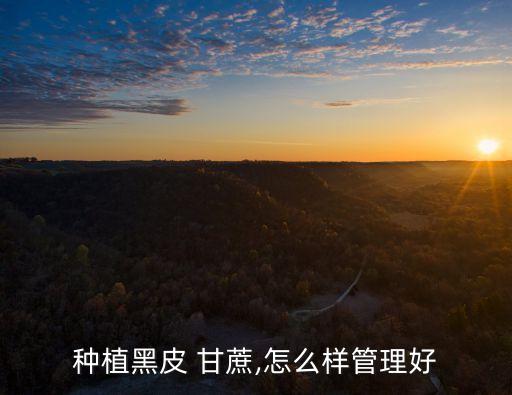 黑甘蔗花皮噴什么農(nóng)藥