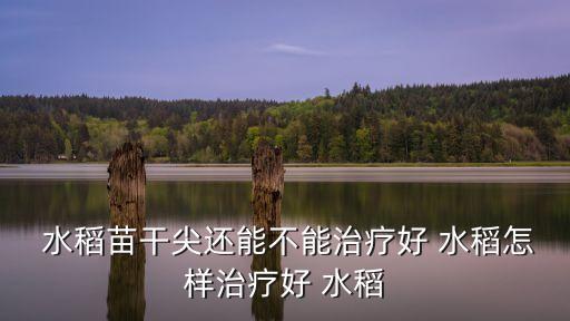 水稻干葉尖用什么農藥