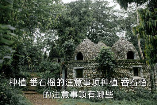 番石榴最好打什么農(nóng)藥除蟲,什么地方的番石榴最好