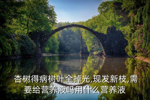 杏樹得病樹葉全掉光,現(xiàn)發(fā)新枝,需要給營養(yǎng)液?jiǎn)嵊檬裁礌I養(yǎng)液