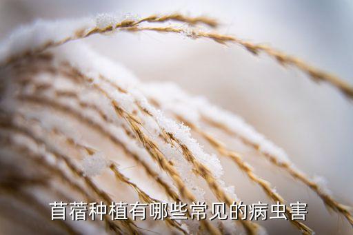 苜蓿用什么農藥,苜蓿吃多了有什么危害