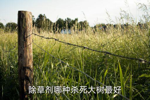 除草劑哪種殺死大樹最好