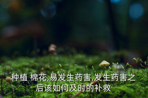種植 棉花,易發(fā)生藥害,發(fā)生藥害之后該如何及時(shí)的補(bǔ)救