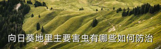 葵花什么季節開花?,葵花開花前打什么農藥