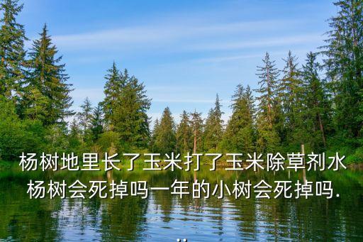 楊樹(shù)地里長(zhǎng)了玉米打了玉米除草劑水 楊樹(shù)會(huì)死掉嗎一年的小樹(shù)會(huì)死掉嗎...