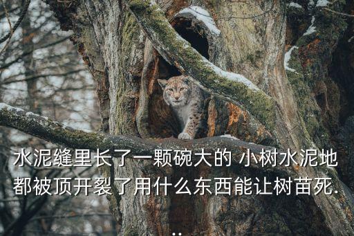 什么農(nóng)藥噴死小樹,蟋蟀用什么農(nóng)藥噴死