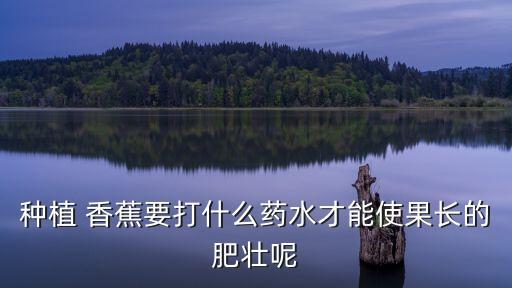 香蕉黃葉病用什么農(nóng)藥,豐蕾農(nóng)藥預(yù)防香蕉黃葉病