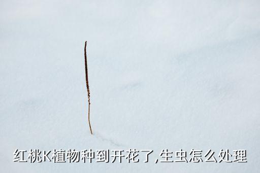 桃花盛開該噴什么農(nóng)藥呢,桃花完全盛開像什么