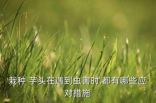 栽種 芋頭在遇到蟲害時,都有哪些應(yīng)對措施