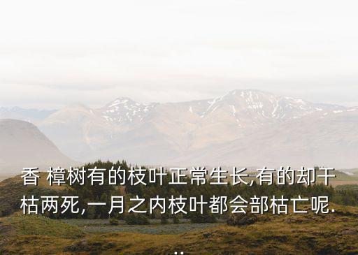 香 樟樹有的枝葉正常生長,有的卻干枯兩死,一月之內(nèi)枝葉都會部枯亡呢...
