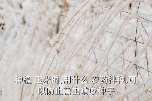 玉米幼苗噴什么農藥,玉米治蟲用什么農藥好