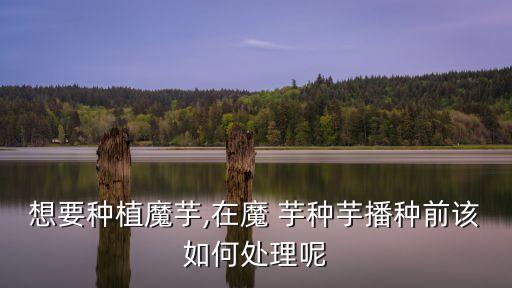 想要種植魔芋,在魔 芋種芋播種前該如何處理呢