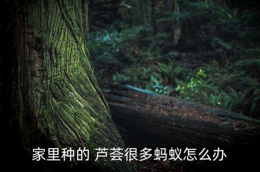 蘆薈最怕什么農(nóng)藥殺蟲