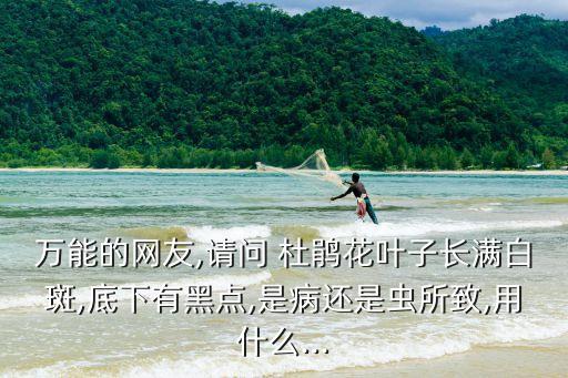 萬(wàn)能的網(wǎng)友,請(qǐng)問(wèn) 杜鵑花葉子長(zhǎng)滿白斑,底下有黑點(diǎn),是病還是蟲(chóng)所致,用什么...