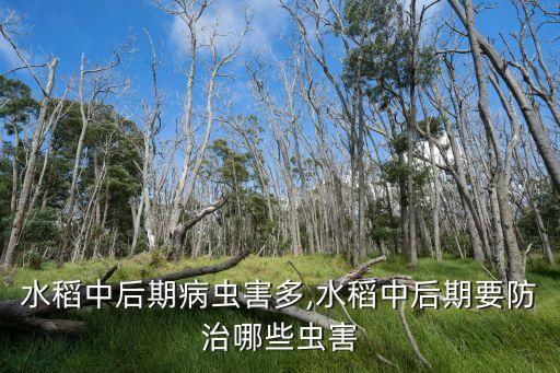 水稻中后期病蟲害多,水稻中后期要防治哪些蟲害
