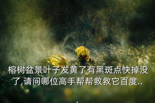 榕樹盆景葉子發(fā)黃了有黑斑點(diǎn)快掉沒(méi)了,請(qǐng)問(wèn)哪位高手幫幫救救它百度...