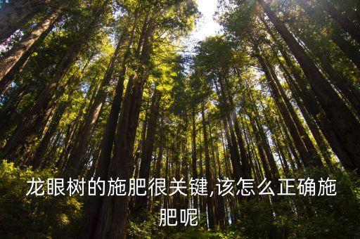  龍眼樹的施肥很關(guān)鍵,該怎么正確施肥呢