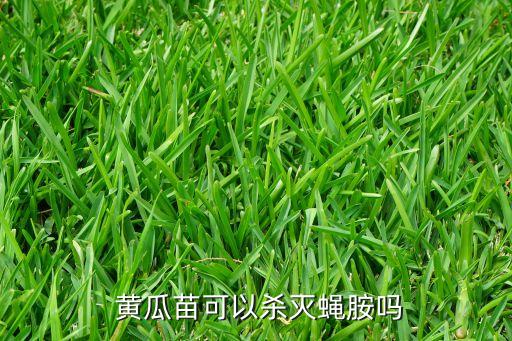 黃瓜苗期打什么農藥,黃瓜不能用什么農藥