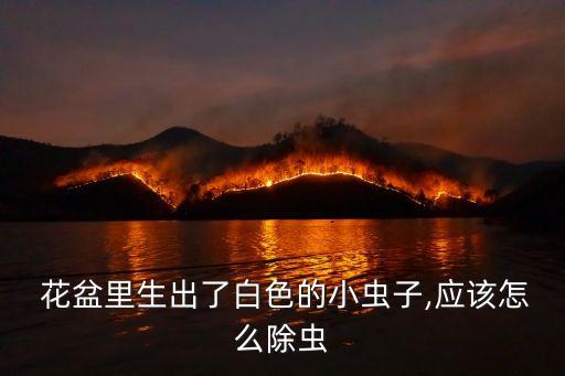 花盆土里白蟲放什么農藥,防止花盆生蟲里面放什么好