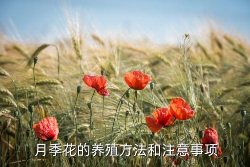 月季花忌打什么農藥,殺死月季花的農藥